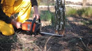 Best Tree and Shrub Care  in Fredericksburg, IA