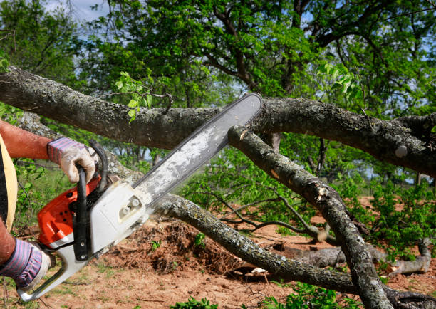 Best Leaf Removal  in Fredericksburg, IA